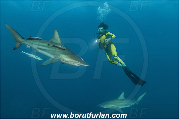 Aliwal shoal, Umkomaas, South Africa, Indian ocean, Carcharhinus limbatus, Carcharhinus, Carcharhinidae, Elasmobranchii, Oceanic blacktip shark, Shark, Fish, Diver, Girl