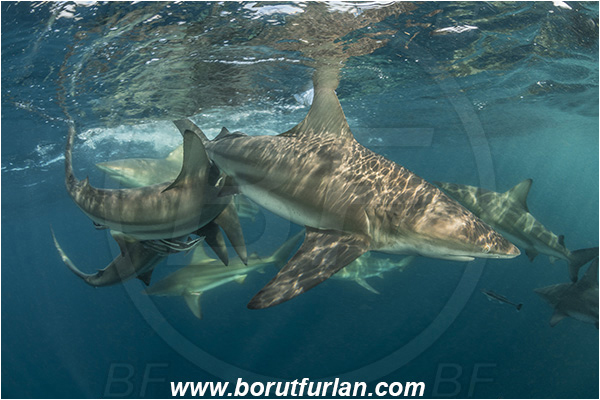 Aliwal shoal, Umkomaas, South Africa, Indian ocean, Carcharhinus limbatus, Carcharhinus, Carcharhinidae, Elasmobranchii, Oceanic blacktip shark, Shark, Fish, Surface
