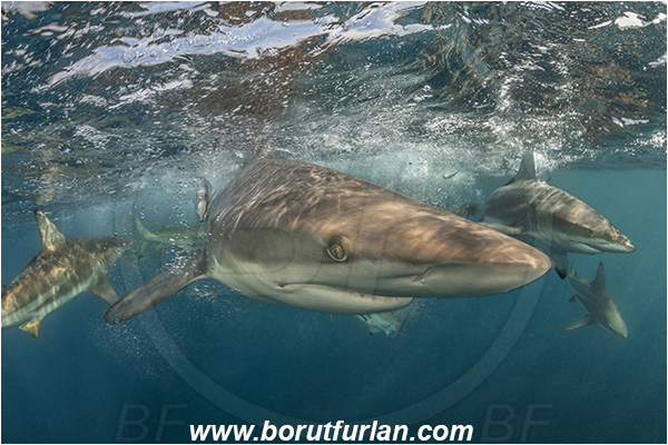 Aliwal shoal, Umkomaas, South Africa, Indian ocean, Carcharhinus limbatus, Carcharhinus, Carcharhinidae, Elasmobranchii, Oceanic blacktip shark, Shark, Fish, Surface, Portrait