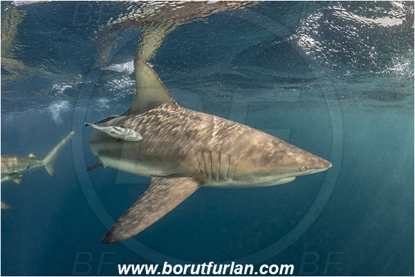Aliwal shoal, Umkomaas, South Africa, Indian ocean, Carcharhinus limbatus, Carcharhinus, Carcharhinidae, Elasmobranchii, Oceanic blacktip shark, Shark, Fish, Surface