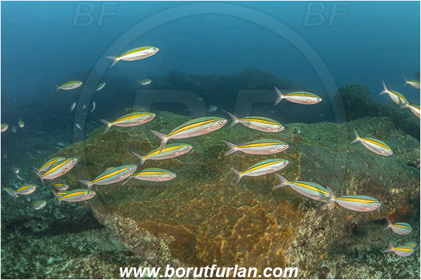 Aliwal shoal, Umkomaas, South Africa, Indian ocean, Caesio xanthalytos, Caesio, Caesionidae, Yellow sash fusilier, Fusilier, Fish, Fish school, Reef
