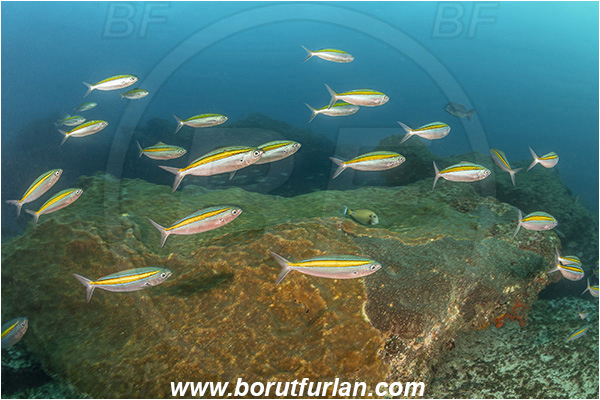 Aliwal shoal, Umkomaas, South Africa, Indian ocean, Caesio xanthalytos, Caesio, Caesionidae, Yellow sash fusilier, Fusilier, Fish, Fish school, Reef
