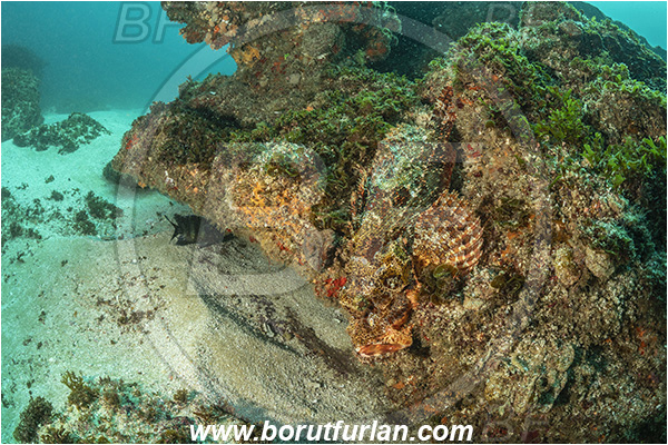 Aliwal shoal, Umkomaas, South Africa, Indian ocean, Scorpaenopsis oxycephala, Scorpaenopsis, Scorpaenidae, Tassled Scorpionfish, Scorpionfish, Fish