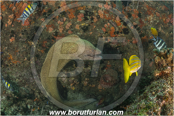 Aliwal shoal, Umkomaas, South Africa, Indian ocean, Gymnothorax favagineus, Gymnothorax, Muraeninae, Honeycomb moray, Tessellate moray, Moray, Fish