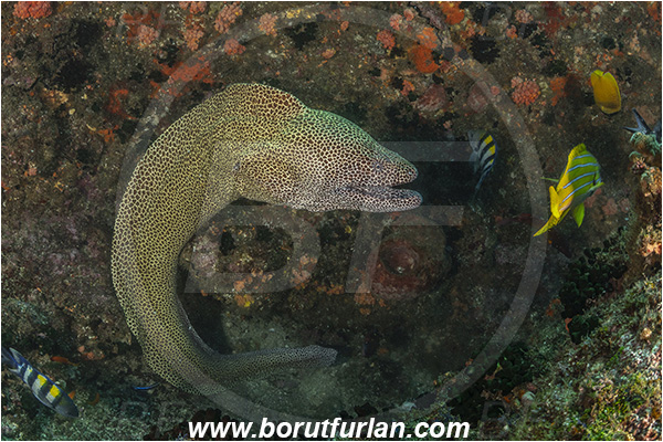 Aliwal shoal, Umkomaas, South Africa, Indian ocean, Gymnothorax favagineus, Gymnothorax, Muraeninae, Honeycomb moray, Tessellate moray, Moray, Fish