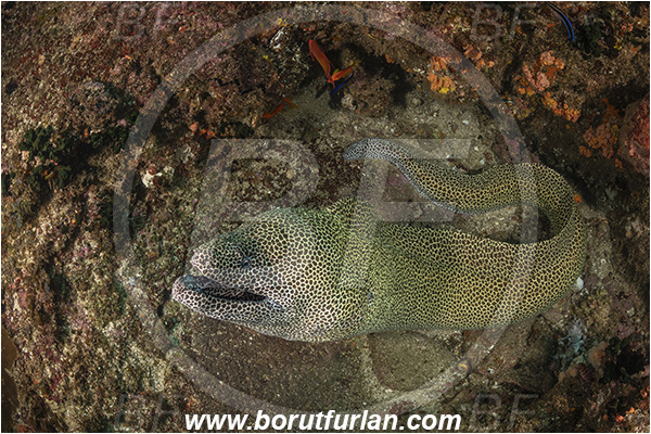 Aliwal shoal, Umkomaas, South Africa, Indian ocean, Gymnothorax favagineus, Gymnothorax, Muraeninae, Honeycomb moray, Tessellate moray, Moray, Fish