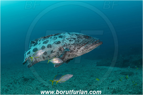 Aliwal shoal, Umkomaas, South Africa, Indian ocean, Epinephelus tukula, Epinephelus, Serranidae, Potato grouper, Grouper, Fish