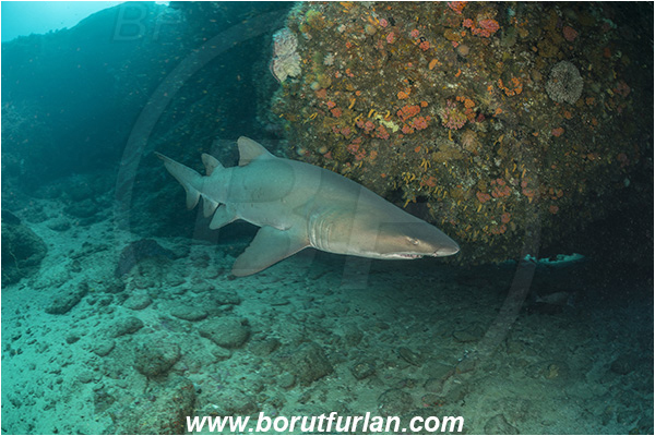 Aliwal shoal, Umkomaas, South Africa, Indian ocean, Carcharias taurus, Carcharias, Odontaspididae, Elasmobranchii, Sand tiger shark, Spotted ragged-tooth shark, Shark, Fish, Reef