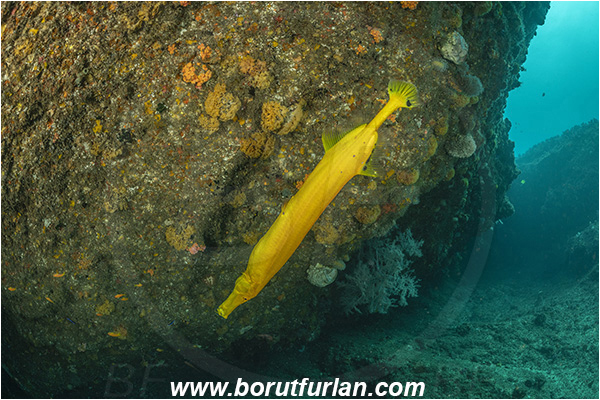 Aliwal shoal, Umkomaas, South Africa, Indian ocean, Aulostomus chinensis, Aulostomus, Aulostomidae, Chinese trumpetfish, Trumpetfish, Fish