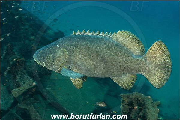 Umkomaas, South Africa, Indian ocean, Epinephelus lanceolatus, Epinephelus, Serranidae, Giant grouper, Queensland grouper, Brindle bass, Grouper, Fish, Wreck Produce, Wreck