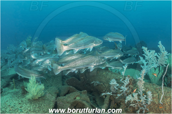 Wreck Producel, Umkomaas, South Africa, Indian ocean, Argyrosomus thorpei, Argyrosomus, Sciaenidae, Squaretail kob, Drum, Fish, Fish school