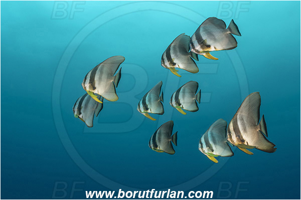 Aliwal shoal, Umkomaas, South Africa, Indian ocean, Platax teira, Platax, Ephippidae, Longfin Batfish, Batfish, Fish, Fish school