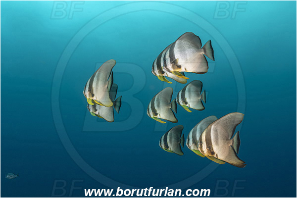 Aliwal shoal, Umkomaas, South Africa, Indian ocean, Platax teira, Platax, Ephippidae, Longfin Batfish, Batfish, Fish, Fish school