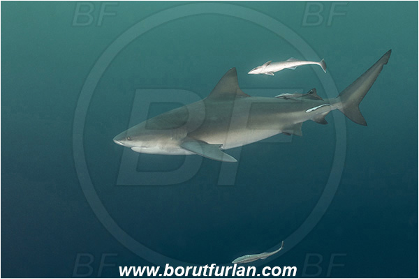 Umkomaas, South Africa, Indian ocean, Carcharhinus leucas, Carcharhinus, Carcharhinidae, Elasmobranchii, Bull Shark, Shark, Echeneis naucrates, Echeneidae, Slender Suckerfish, Suckerfish, Fish