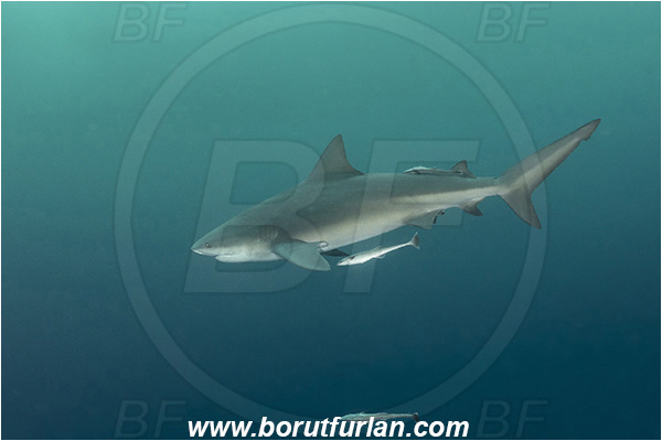 Umkomaas, South Africa, Indian ocean, Carcharhinus leucas, Carcharhinus, Carcharhinidae, Elasmobranchii, Bull Shark, Shark, Echeneis naucrates, Echeneidae, Slender Suckerfish, Suckerfish, Fish