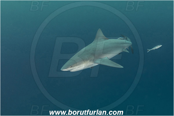 Umkomaas, South Africa, Indian ocean, Carcharhinus leucas, Carcharhinus, Carcharhinidae, Elasmobranchii, Bull Shark, Shark, Echeneis naucrates, Echeneidae, Slender Suckerfish, Suckerfish, Fish
