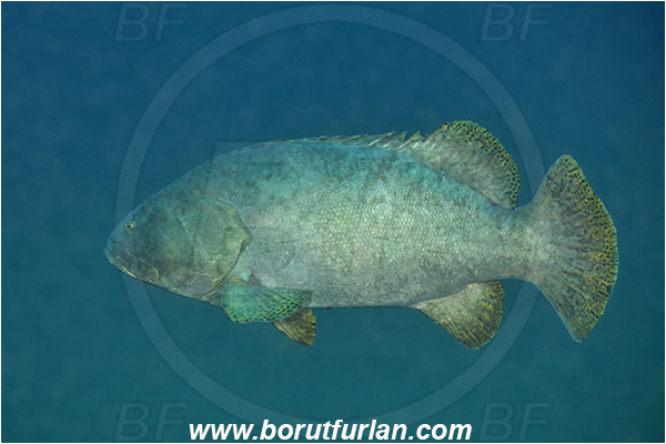 Umkomaas, South Africa, Indian ocean, Epinephelus lanceolatus, Epinephelus, Serranidae, Giant grouper, Queensland grouper, Brindle bass, Grouper, Fish
