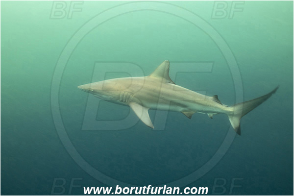 Aliwal shoal, Umkomaas, South Africa, Indian ocean, Carcharhinus limbatus, Carcharhinus, Carcharhinidae, Elasmobranchii, Oceanic blacktip shark, Shark, Fish