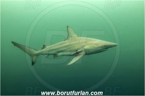 Aliwal shoal, Umkomaas, South Africa, Indian ocean, Carcharhinus limbatus, Carcharhinus, Carcharhinidae, Elasmobranchii, Oceanic blacktip shark, Shark, Fish