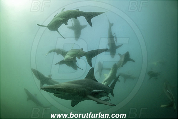 Aliwal shoal, Umkomaas, South Africa, Indian ocean, Carcharhinus limbatus, Carcharhinus, Carcharhinidae, Elasmobranchii, Oceanic blacktip shark, Shark, Fish, Fish school