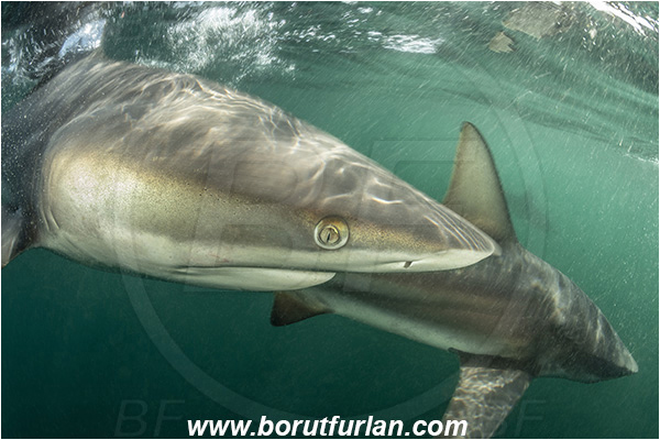 Aliwal shoal, Umkomaas, South Africa, Indian ocean, Carcharhinus limbatus, Carcharhinus, Carcharhinidae, Elasmobranchii, Oceanic blacktip shark, Shark, Fish, Surface, Portrait