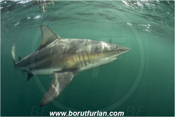 Aliwal shoal, Umkomaas, South Africa, Indian ocean, Carcharhinus limbatus, Carcharhinus, Carcharhinidae, Elasmobranchii, Oceanic blacktip shark, Shark, Fish, Surface