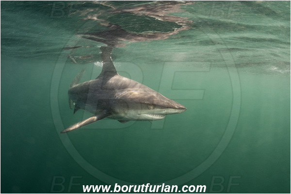 Aliwal shoal, Umkomaas, South Africa, Indian ocean, Carcharhinus limbatus, Carcharhinus, Carcharhinidae, Elasmobranchii, Oceanic blacktip shark, Shark, Fish, Surface