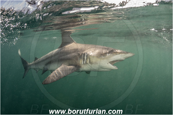 Aliwal shoal, Umkomaas, South Africa, Indian ocean, Carcharhinus limbatus, Carcharhinus, Carcharhinidae, Elasmobranchii, Oceanic blacktip shark, Shark, Fish, Surface