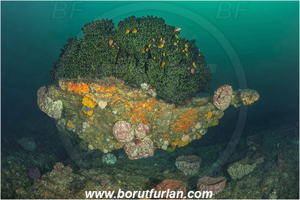 Landers, Umkomaas, South Africa, Indian ocean, Tubastraea micrantha, Tubastraea, Dendrophylliidae, Black sun coral, Coral, Anthozoa, Cnidaria, Cnidarian, Reef
