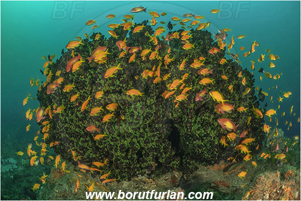Landers, Umkomaas, South Africa, Indian ocean, Tubastraea micrantha, Tubastraea, Dendrophylliidae, Black sun coral, Coral, Anthozoa, Cnidaria, Cnidarian, Reef, Pseudanthias squamipinnis, Pseudanthias, Serranidae, Lyretail Anthias, Sea goldie, Anthias, Fish, Fish school