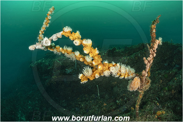 Landers, Umkomaas, South Africa, Indian ocean, Nemanthus sp. Nemanthus, Nemanthidae, Anthozoa, Cnidara, Cnidarian, Gorgonian wrapper, Coral, Anemone, Reef