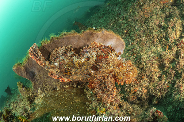 Aliwal shoal, Umkomaas, South Africa, Indian ocean, Scorpaenopsis oxycephala, Scorpaenopsis, Scorpaenidae, Tassled Scorpionfish, Scorpionfish, Fish