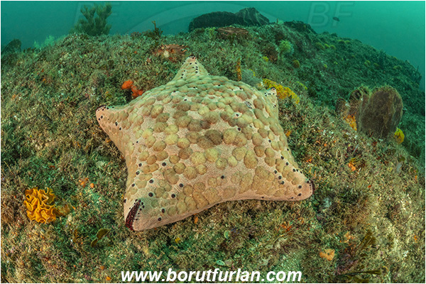 Aliwal shoal, Umkomaas, South Africa, Indian ocean, Culcita schmideliana, Culcita, Oreasteridae, Asteroidea, Pincushion starfish, Echinodermata, Echinoderm, Reef