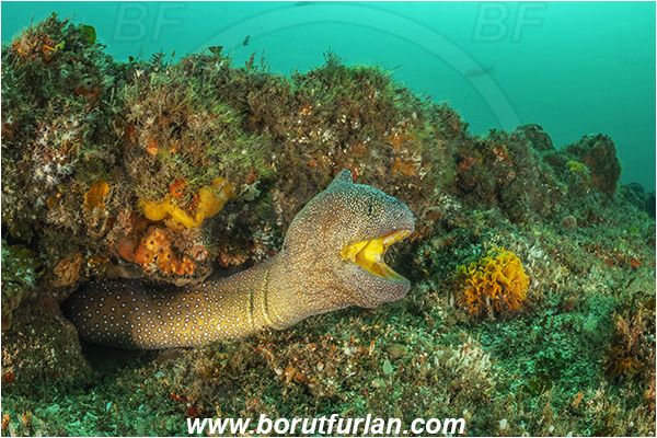 Aliwal shoal, Umkomaas, South Africa, Indian ocean, Gymnothorax nudivomer, Gymnothorax, Muraeninae, Yellowmouth moray, Moray, Fish, Portrait, Reef