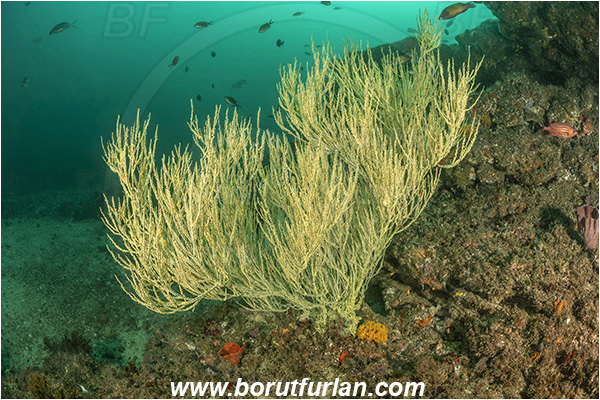 Aliwal shoal, Umkomaas, South Africa, Indian ocean, Antipathes sp., Antipathes, Antipathidae, Black coral, Coral, Anthozoa, Cnidaria, Cnidarian, Reef