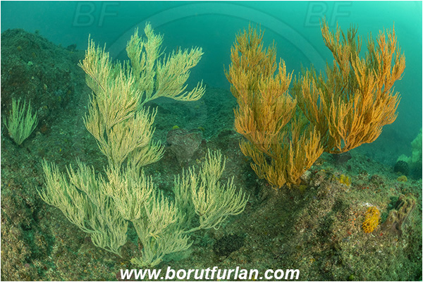 Aliwal shoal, Umkomaas, South Africa, Indian ocean, Antipathes sp., Antipathes, Antipathidae, Black coral, Coral, Anthozoa, Cnidaria, Cnidarian, Reef