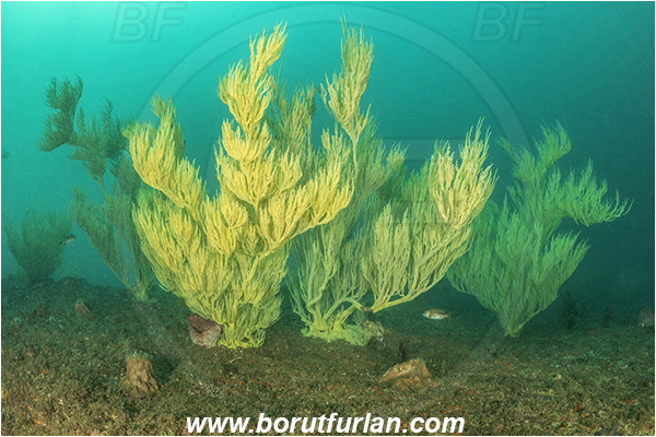 Aliwal shoal, Umkomaas, South Africa, Indian ocean, Antipathes sp., Antipathes, Antipathidae, Black coral, Coral, Anthozoa, Cnidaria, Cnidarian, Reef
