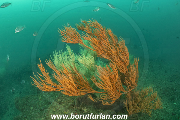 Aliwal shoal, Umkomaas, South Africa, Indian ocean, Antipathes sp., Antipathes, Antipathidae, Black coral, Coral, Anthozoa, Cnidaria, Cnidarian, Reef