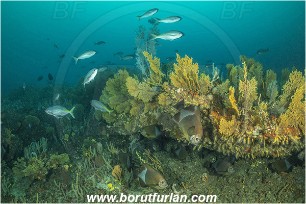 26 Fathom reef, Umkomaas, South Africa, Indian ocean, Sea fan, Gorgonian, Coral, Anthozoa, Cnidaria, Cnidarian, Reef, Various benthic life, Pomacanthus rhomboides, Pomacanthus, Pomacanthidae, Old woman angelfish, Angelfish, Caesio teres, Caesio, Caesionidae, Yellowtail fusilier, Fusilier, Fish, Fish school