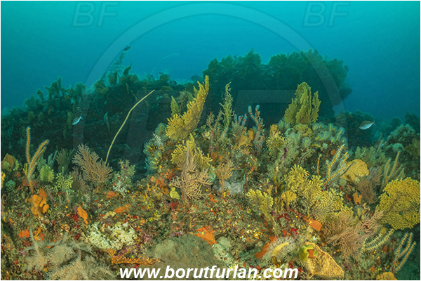 26 Fathom reef, Umkomaas, South Africa, Indian ocean, Sea fan, Gorgonian, Coral, Anthozoa, Cnidaria, Cnidarian, Reef, Various benthic life