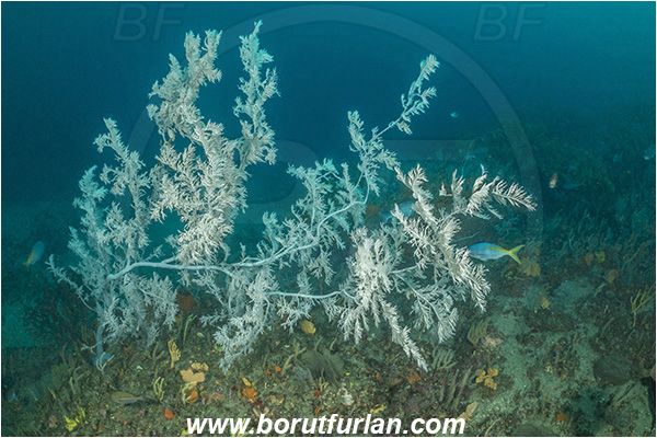 26 Fathom reef, Umkomaas, South Africa, Indian ocean, Antipathes sp., Antipathes, Antipathidae, Black coral, Coral, Anthozoa, Cnidaria, Cnidarian, Reef
