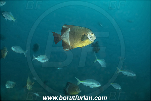 26 Fathom reef, Umkomaas, South Africa, Indian ocean, Pomacanthus rhomboides, Pomacanthus, Pomacanthidae, Old woman angelfish, Angelfish, Caesio teres, Caesio, Caesionidae, Yellowtail fusilier, Fusilier, Fish, Fish school