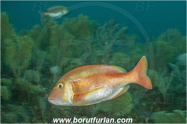 26 Fathom reef, Umkomaas, South Africa, Indian ocean, Porcostoma dentata, Porcostoma, Sparidae, Dane seabream, Seabream, Fish