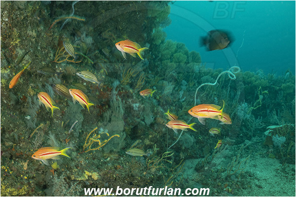 26 Fathom reef, Umkomaas, South Africa, Indian ocean, Pseudanthias fasciatus, Pseudanthias, Serranidae, One-stripe anthias, Anthias, Fish, Fish school, Reef