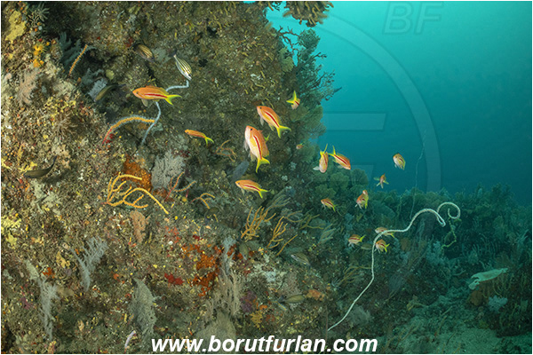 26 Fathom reef, Umkomaas, South Africa, Indian ocean, Pseudanthias fasciatus, Pseudanthias, Serranidae, One-stripe anthias, Anthias, Fish, Fish school, Reef