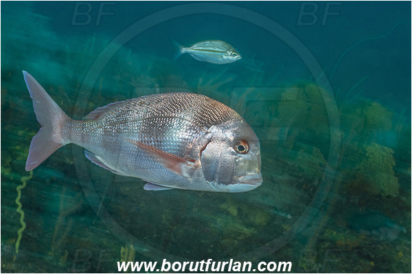 26 Fathom reef, Umkomaas, South Africa, Indian ocean, Chrysoblephus lophus, Chrysoblephus, Sparidae, False Englishman seabream, Seabream, Fish