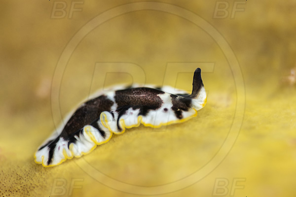 Aliwal shoal, Umkomaas, South Africa, Indian ocean, Pseudocerotidae, Platyhelminthes, Flatworm, Unidentified