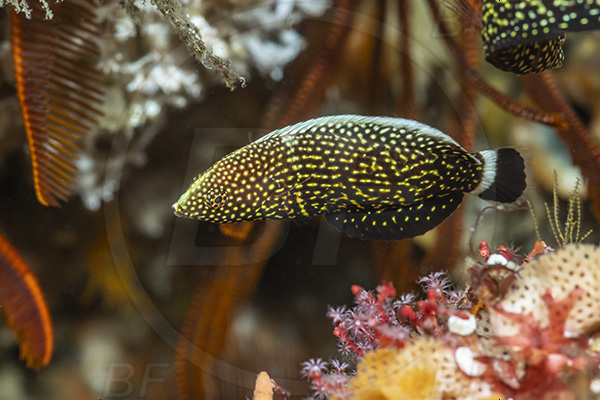 Aliwal shoal, Umkomaas, South Africa, Indian ocean, Anampses lineatus, Anampses, Labridae, Lined wrasse, Juvenile, Wrasse, Fish