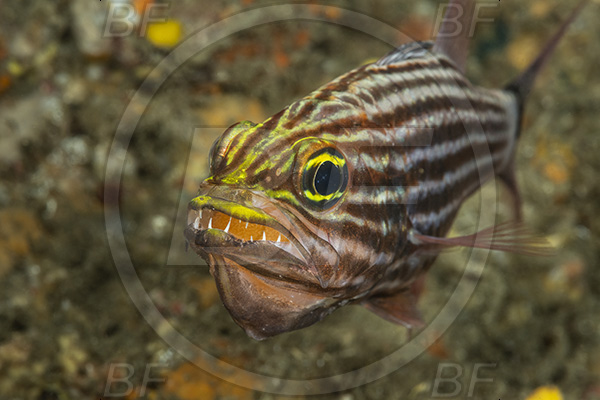 Aliwal shoal, Umkomaas, South Africa, Indian ocean, Cheilodipterus macrodon, Cheilodipterus, Apogonidae, Large-toothed Cardinalfish, Cardinalfish, Fish, Portrait, Eggs in mouth