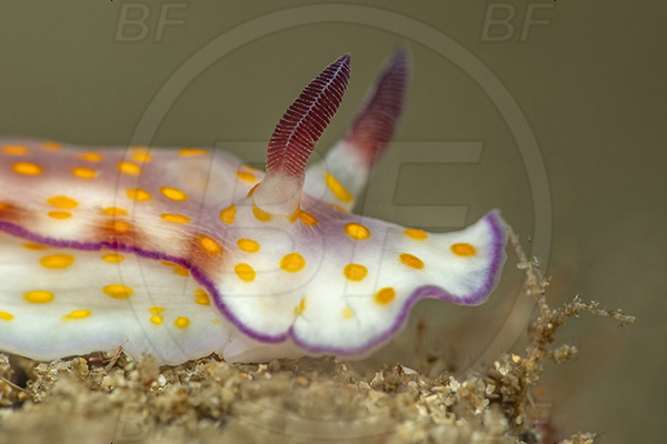 Aliwal shoal, Umkomaas, South Africa, Indian ocean, Hypselodoris pulchella, Hypselodoris, Chromodorididae, Beautiful hypselodoris, Nudibranch, Sea slug, Gastropoda, Mollusca, Portrait